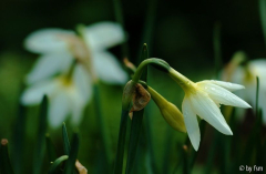 Narcissus 2