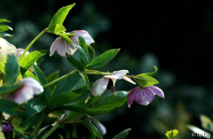 Helleborus 1