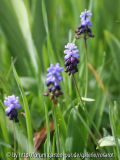 Muscari latifolium