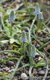 Muscari "valerie Finnis"