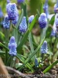 Muscari azureum