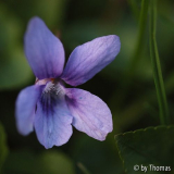 Veilchen blau