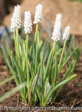 Muscari botryoides "Album"