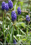 gewöhnliche Muscari
