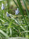 Muscari hellblau