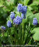 Muscari "Blue Magic"