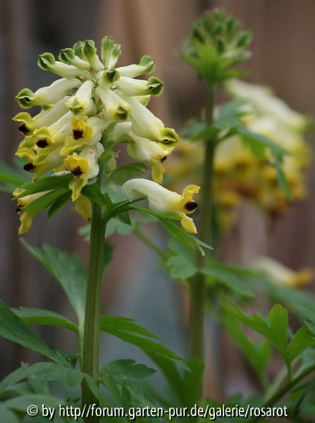 Corydalis nobilis
