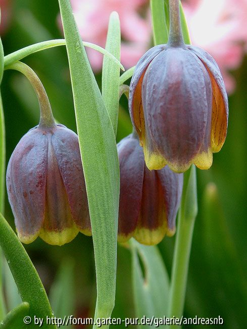Fritillaria uva-vulpis