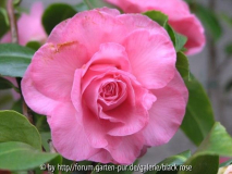 Camellia japonica Pink Diddy