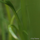 Grasgrün