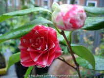 japonica 'Orandako'