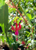 Fuchsia  spec.jpg
