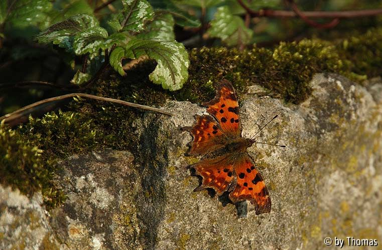 Brüssel - Schmetterling im Garten van Buuren