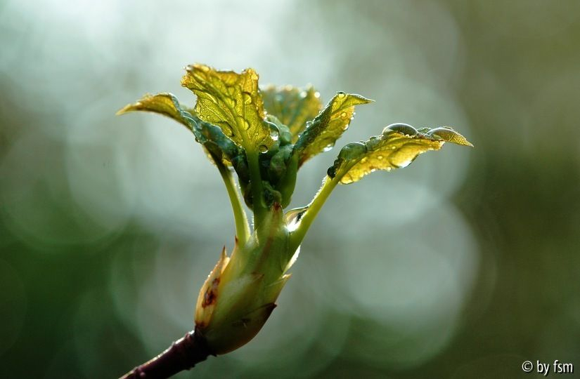 Hortensia 5