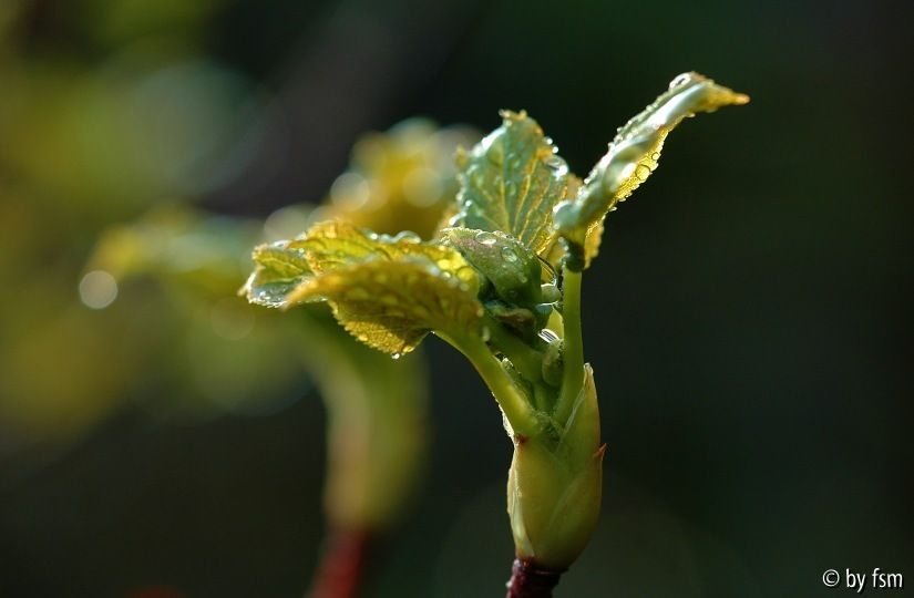 Hortensia 4