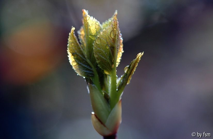 Hortensia 3