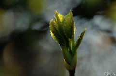 Hortensia 2