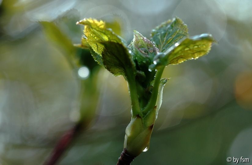 Hortensia 1