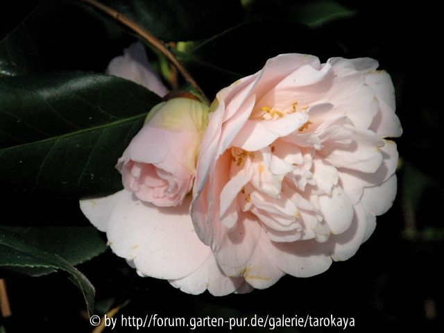 rose de sables 4/08