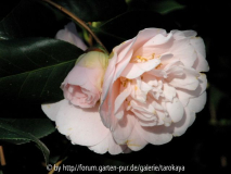 rose de sables 4/08