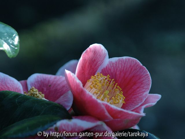 sanpei-tsubaki 4/08