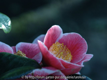 sanpei-tsubaki 4/08