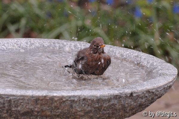 Badende Amsel I