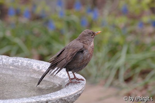 Badende Amsel II