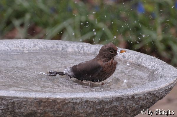 Badende Amsel III