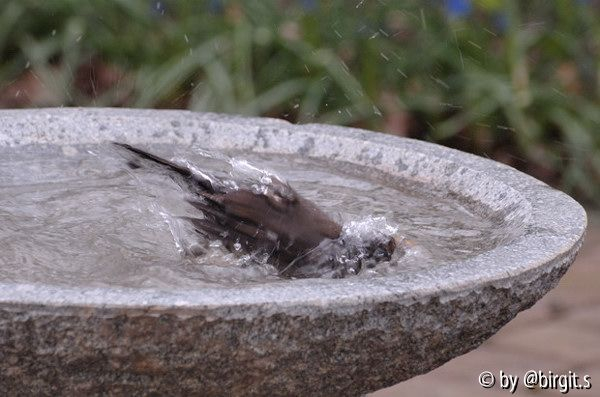 Badende Amsel IV
