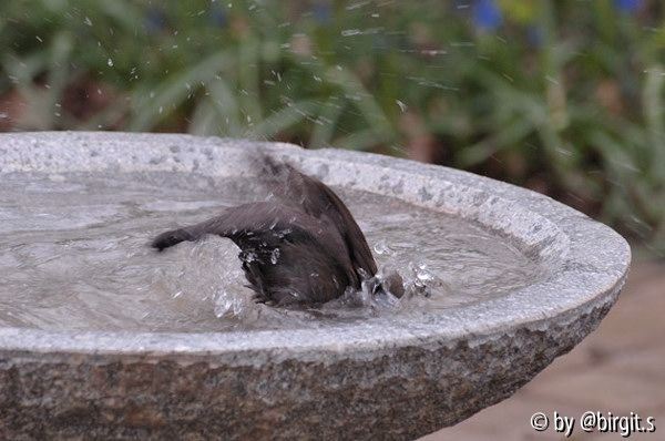 Badende Amsel V