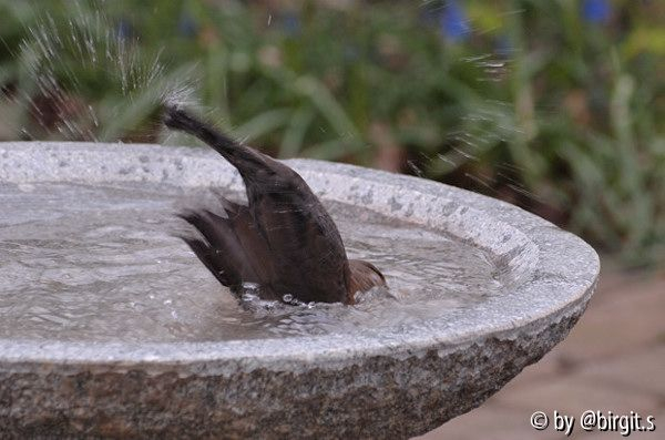 Badende Amsel VI
