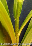 Lilium bulbiferum ssp. bulbiferum mit Si