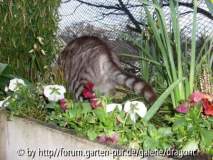 Flauschpopo Whiskas