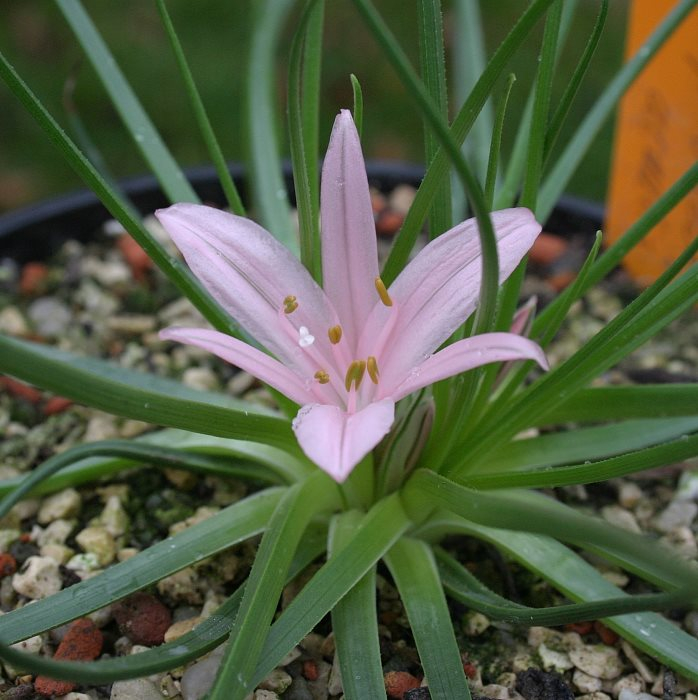 Asphodelus acaulis