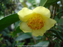 gelbe Kamelienart - C. achrysantha ?