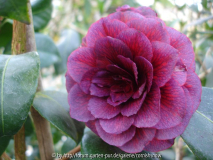 japonica 'Smokey's Sister'