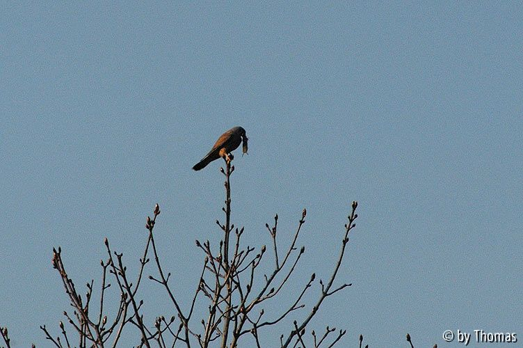 Turmfalke mit Maus
