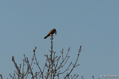 Turmfalke mit Maus