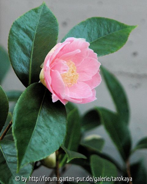 hanafuki