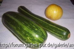 zucchini~0.jpg