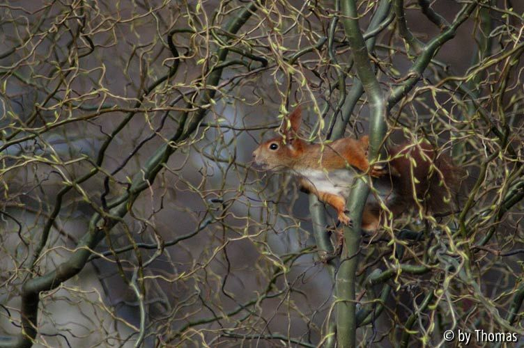 Eichhörnchen auf dem Sprung