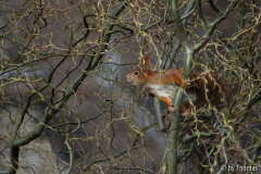 Eichhörnchen auf dem Sprung