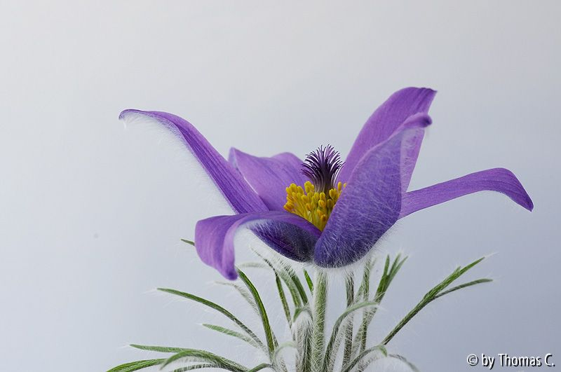Küchenschellen-Blüte im Portrait