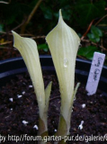 H Grey Ghost 08_04_17.jpg