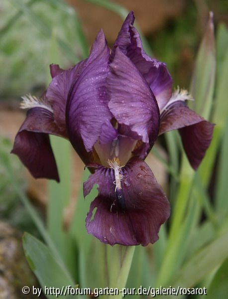 Iris barbata nana braun-lila