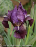 Iris barbata nana braun-lila