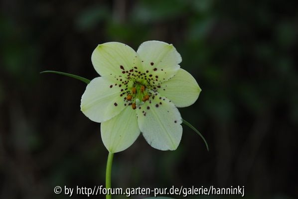 Nomocharis aperta?