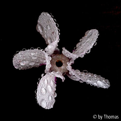 Cyclamen coum Blüte mit Tropfen