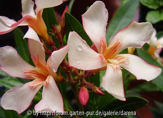 Nerium oleander